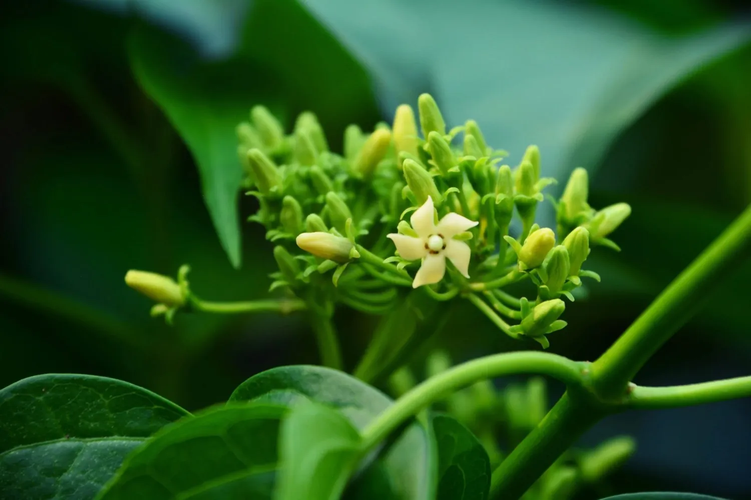 GlucoZen Gymnema Sylvestre Ingredient for Sugar Craving Control